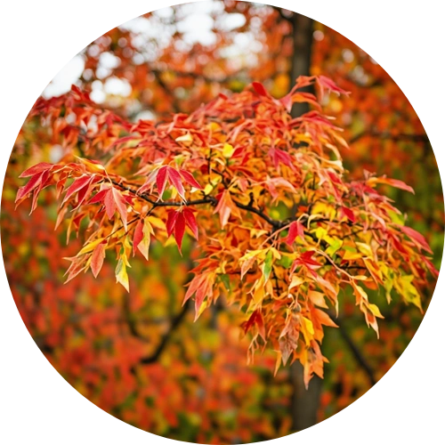 Circular image of autumn leaves with vibrant red, orange, and yellow colors.